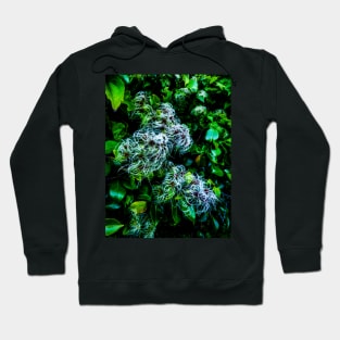 The Entwined Clematis Hoodie